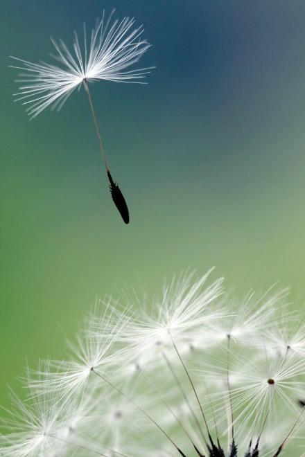 论文检索证明怎么开？用怎么浏览？