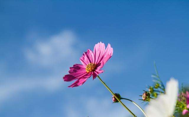 掌握这些写作方法,完全不担心毕业论文检测